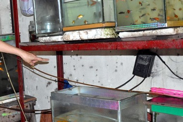 Đổ xăng đốt nhà, “khủng bố” bằng mắm tôm giữa Hà Nội