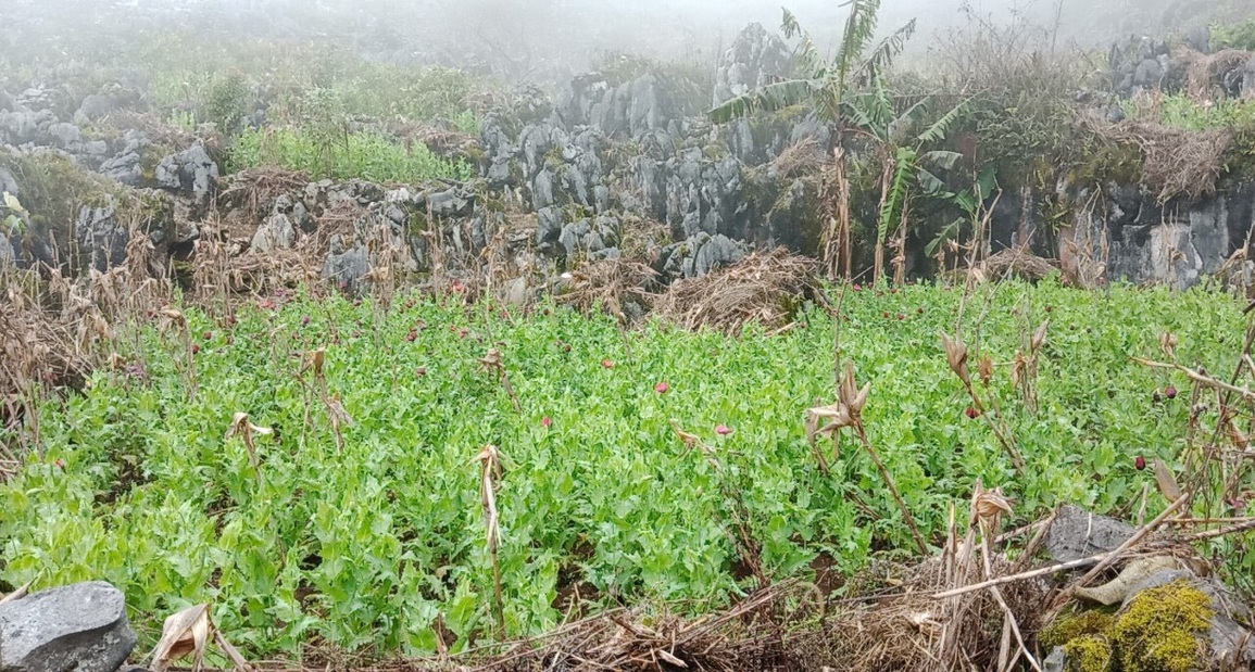 Tiêu hủy hơn 8.000 cây thuốc phiện trồng trong thung lũng núi đá - 1 Tiêu hủy hơn 8.000 cây thuốc phiện trồng trong thung lũng núi đá - 1