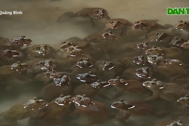 Người dân vùng bãi ngang thu hàng trăm triệu mỗi năm nhờ nuôi ếch