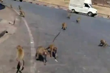 Những con khỉ đói tranh giành nhau đồ ăn trên phố