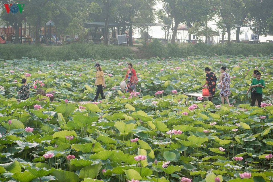Đẹp nao lòng mùa sen tháng 6 Hà Nội - 17 Đẹp nao lòng mùa sen tháng 6 Hà Nội - 17