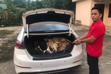 Đi ô tô, trộm 38 con chó trong một đêm