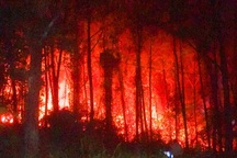 Xác định "thủ phạm" gây ra vụ cháy rừng thông già gần lăng vua Khải Định