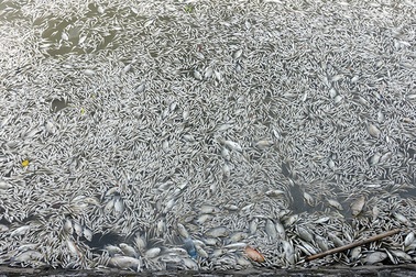 “Trong ngày hôm nay chưa chắc đã vớt hết cá chết ở Hồ Tây”