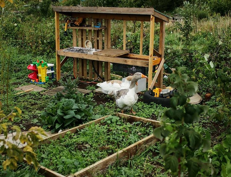 Vườn rau ngon, trái ngọt muốn ăn lúc nào cũng có của chàng trai phố thị - 3