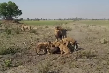 Sư tử đực đuổi đánh sư tử cái vì lý do bất ngờ