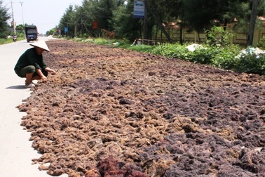 Ngư dân kiếm thêm vài chục triệu mỗi năm từ cây “trời cho”