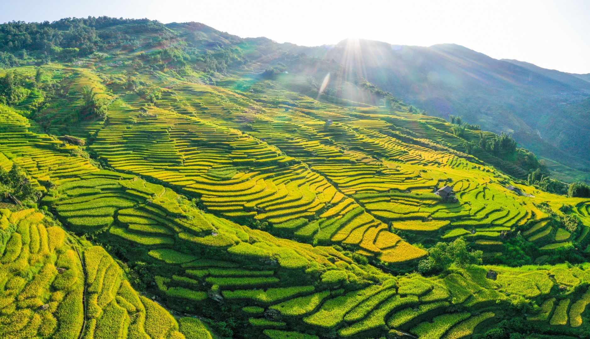 "Mùa vàng" Y Tý nhìn từ camera bay