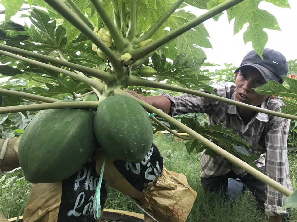 Đu đủ in chữ thư pháp cháy hàng dịp Tết - 3 Đu đủ in chữ thư pháp cháy hàng dịp Tết - 3