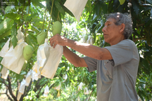 Trồng xoài trên đất toàn cát, ông nông dân lãi nửa tỷ đồng