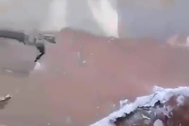 Dân kinh hãi phát hiện ổ chuột khổng lồ dưới sàn nhà