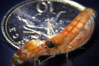 Tôm phát ra âm thanh to hơn tiếng súng