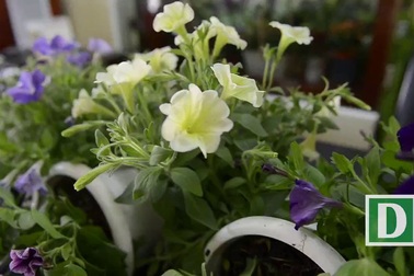 Chuyên gia tư vấn chọ hoa tươi trang trí cửa sổ và ban công nhà đón Tết