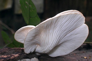 Phát hiện nấm cực hiếm ở Vườn quốc gia Cát Tiên 