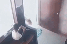 Cậu bé thoát chết nhờ xử lý hết sức bình tĩnh khi chạm mặt báo hoa mai