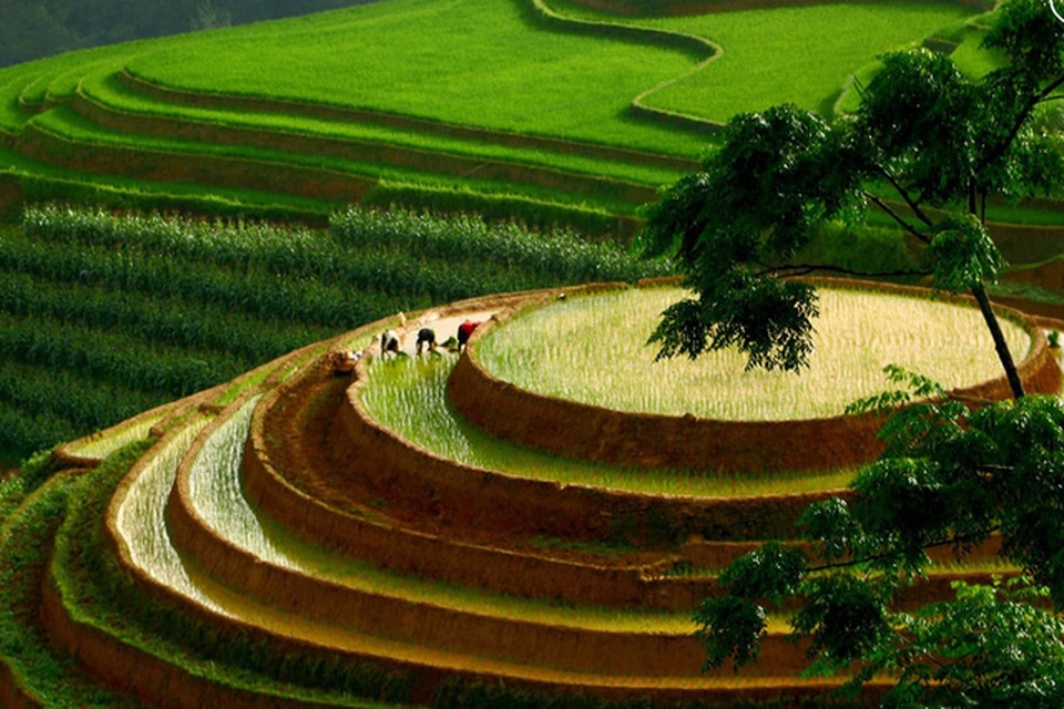 Ngắm ruộng bậc thang Mù Cang Chải đẹp lung linh mùa đổ nước - 3 Ngắm ruộng bậc thang Mù Cang Chải đẹp lung linh mùa đổ nước - 3