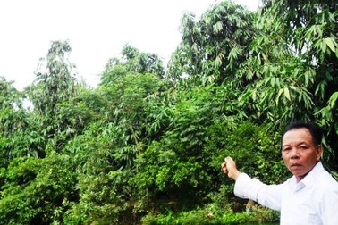 Lão nông và đàn cò hơn 10 vạn con