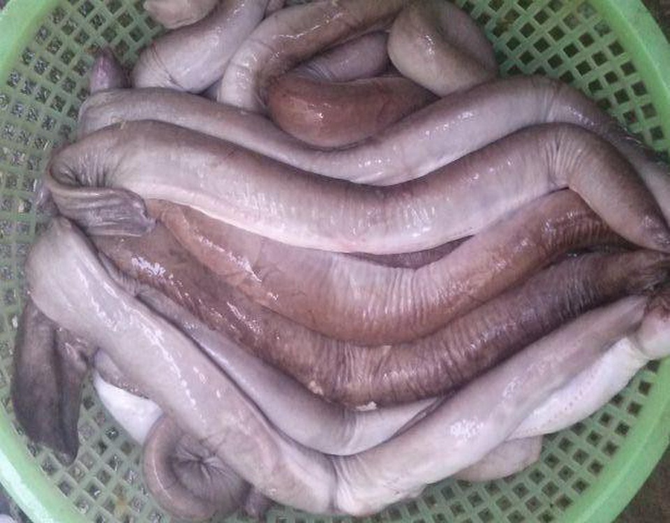 Loài cá xấu hết phần thiên hạ nhưng ăn ngon không ngờ - 1 Loài cá xấu hết phần thiên hạ nhưng ăn ngon không ngờ - 1