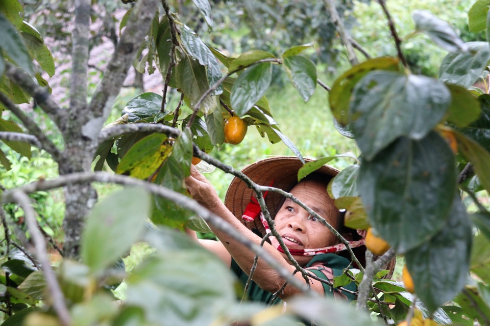 Hà Tĩnh: Hồng Yên Du được mùa, người dân phấn khởi “đếm quả, lấy tiền” - 4 Hà Tĩnh: Hồng Yên Du được mùa, người dân phấn khởi “đếm quả, lấy tiền” - 4