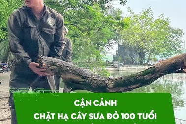 Cận cảnh chặt hạ cây sưa đỏ 100 tuổi bên bờ hồ Hoàn Kiếm