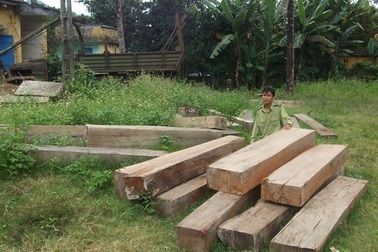 Kỳ 2: “Máu rừng” vẫn chảy về xuôi