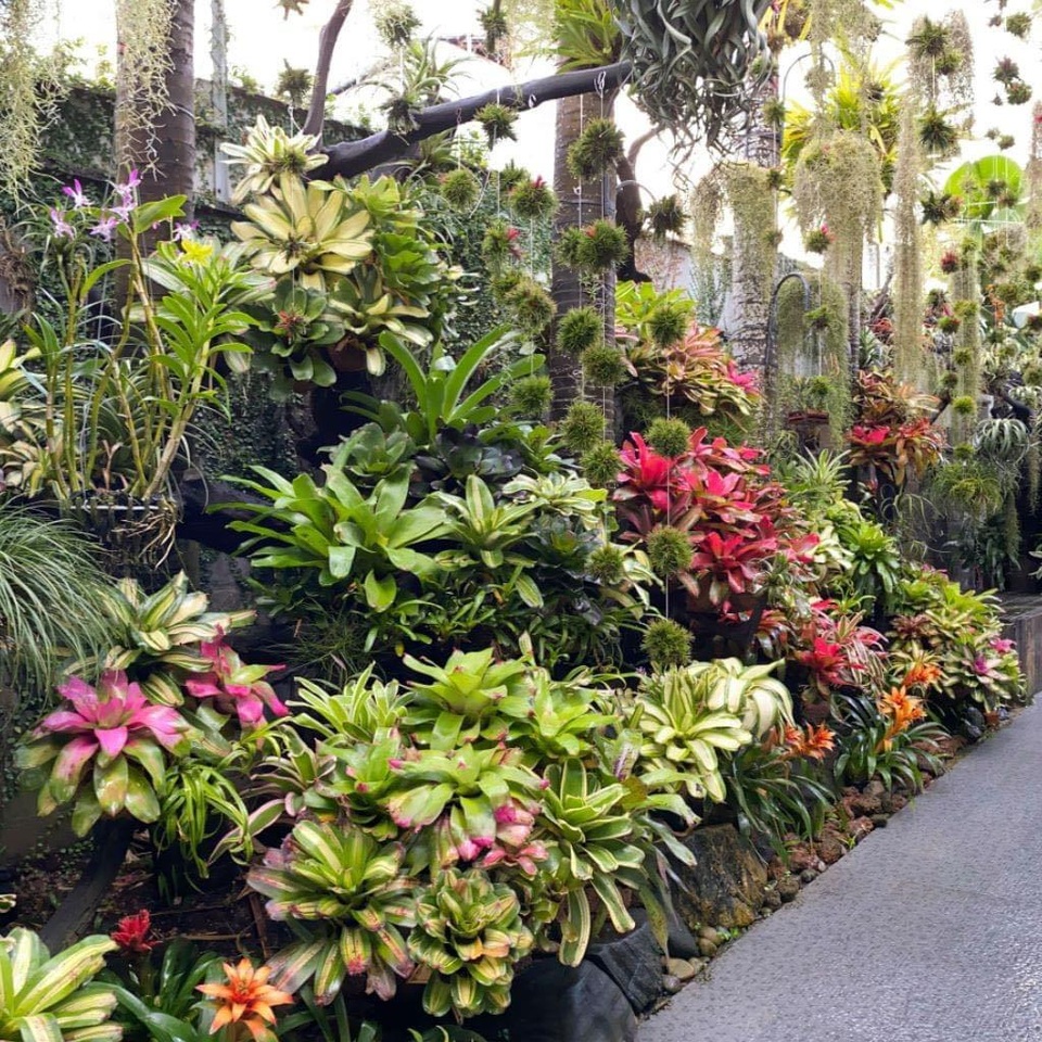 Mê mẩn khu vườn tiên cảnh rộng 300m2 toàn cây đắt đỏ của mẹ đảm ở Cần Thơ - 12 Mê mẩn khu vườn tiên cảnh rộng 300m2 toàn cây đắt đỏ của mẹ đảm ở Cần Thơ - 12