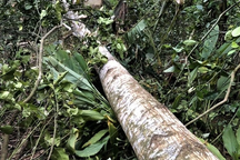 Chặt cây dựng rạp cưới vợ, nam thanh niên bị cây đè tử vong