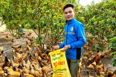 Sau 2 lần thất bại, chàng trai Quảng Bình quyết làm giàu bằng gà hữu cơ