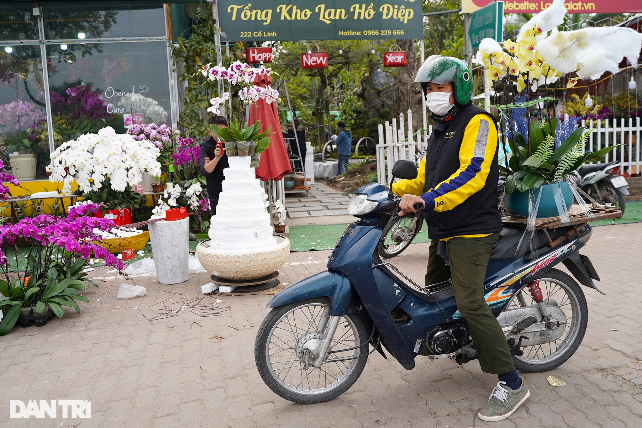 Lan hồ điệp khủng ở Đà Lạt giá hàng trăm triệu xuống phố Hà Nội - 11 Lan hồ điệp khủng ở Đà Lạt giá hàng trăm triệu xuống phố Hà Nội - 11