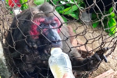 Khỉ mặt đỏ quý hiếm vào vườn nhà dân trộm xoài