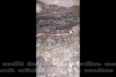 Video cận cảnh một cá thể rắn san hô đầu bạc tại huyện Minh Hóa, Quảng Bình