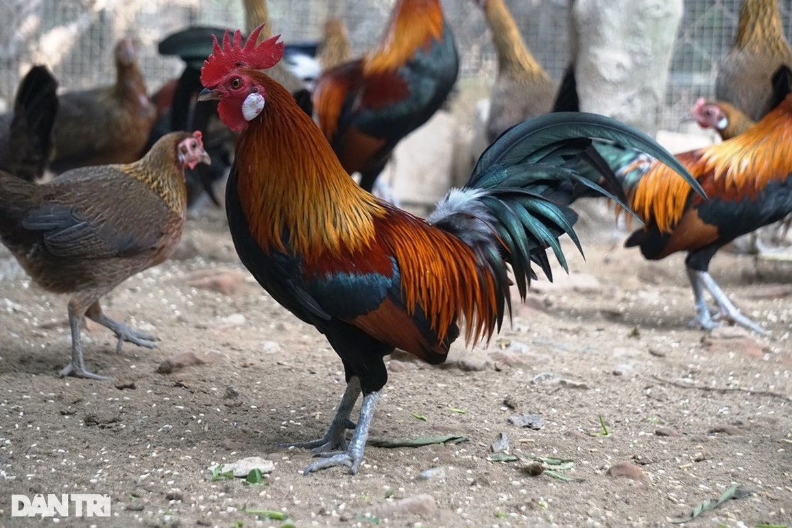Vài triệu đồng/cặp, người làm nghề nuôi gà rừng lo không đủ hàng bán Tết - 4 Vài triệu đồng/cặp, người làm nghề nuôi gà rừng lo không đủ hàng bán Tết - 4