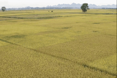 Ngắm đồng lúa "thẳng cánh cò bay" trong mùa gặt ở ngoại thành Hà Nội