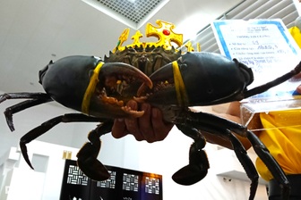 Xác lập con cua Cà Mau lớn nhất nặng hơn 1,8kg