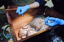 Kiểm tra xe khách phát hiện 7 cá thể tê tê trong thùng xốp