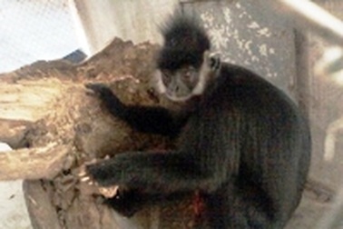 Bàn giao cá thể Voọc quý hiếm về với môi trường tự nhiên