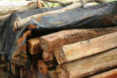 Kiểm lâm nổ súng bắt vụ vận chuyển gỗ trái phép