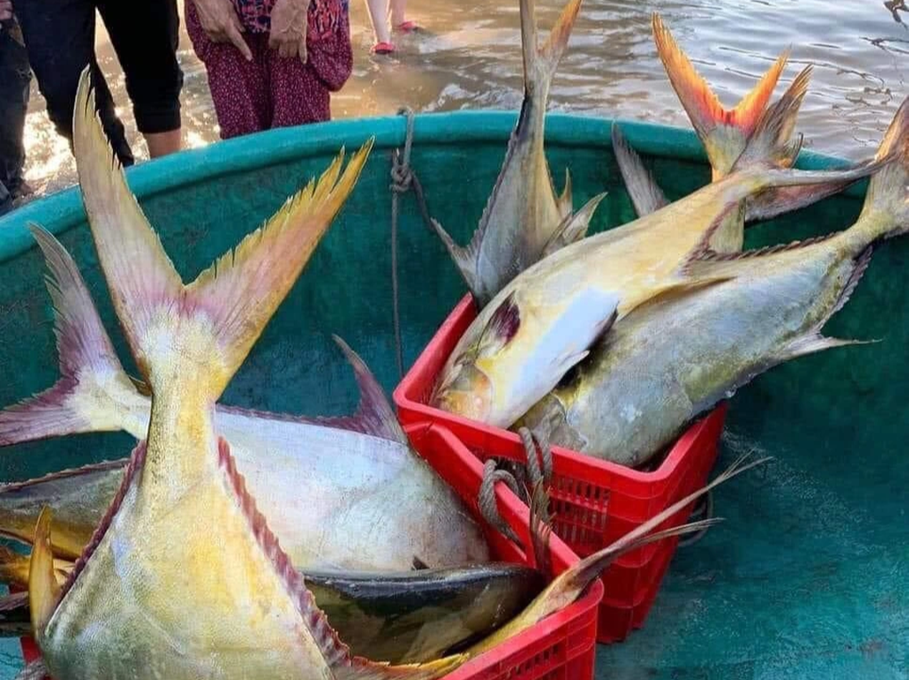 Trúng 3 tấn lộc biển vây vàng, ngư dân thu về 600 triệu sau một đêm - 2 Trúng 3 tấn lộc biển vây vàng, ngư dân thu về 600 triệu sau một đêm - 2