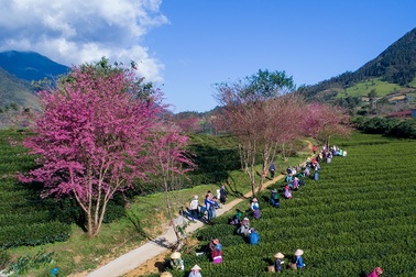 Hoa anh đào Nhật khoe sắc hồng tuyệt đẹp trong nắng thu Sa Pa
