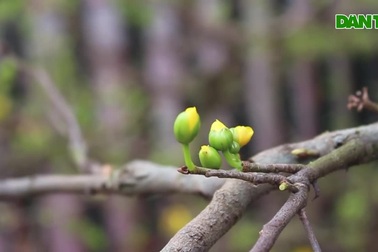 Dân buôn mai vàng "nhấp nhổm", lo "sốt vó" khi dịch Covid-19 trở lại