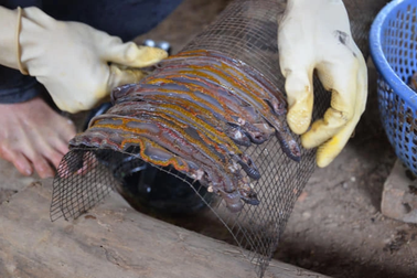 Tận diệt giun đất: Lợi bất cập hại