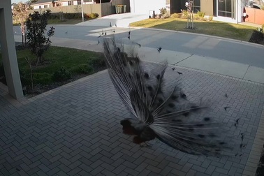 Chủ nhà thích thú khi nhìn thấy công xòe đuôi múa ngay trước sân nhà mình