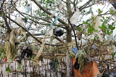 Kinh hãi cảnh tượng rừng bần bị bức tử bởi rác thải tấn công!