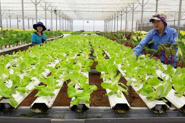 Tư vấn tuyển sinh 2019: Ngành Công nghệ Nông nghiệp làm việc như thế nào?