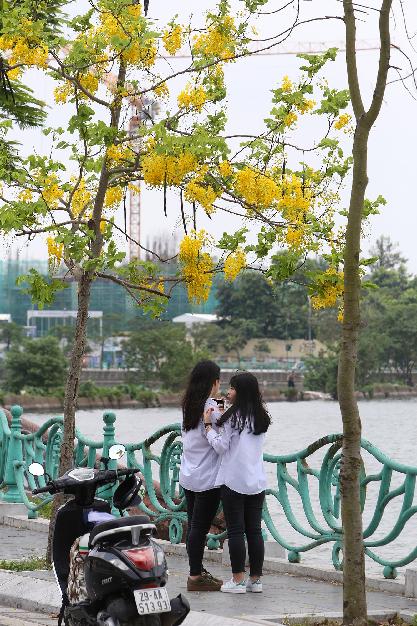 Hồ Tây thơ mộng trong sắc hoa muồng hoàng yến - 8 Hồ Tây thơ mộng trong sắc hoa muồng hoàng yến - 8