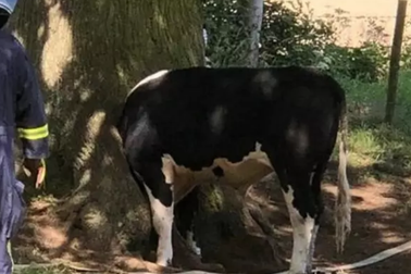 Giải cứu bò mắc kẹt đầu trong thân cây