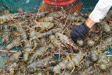 Tôm hùm khan hiếm, giá đạt đỉnh