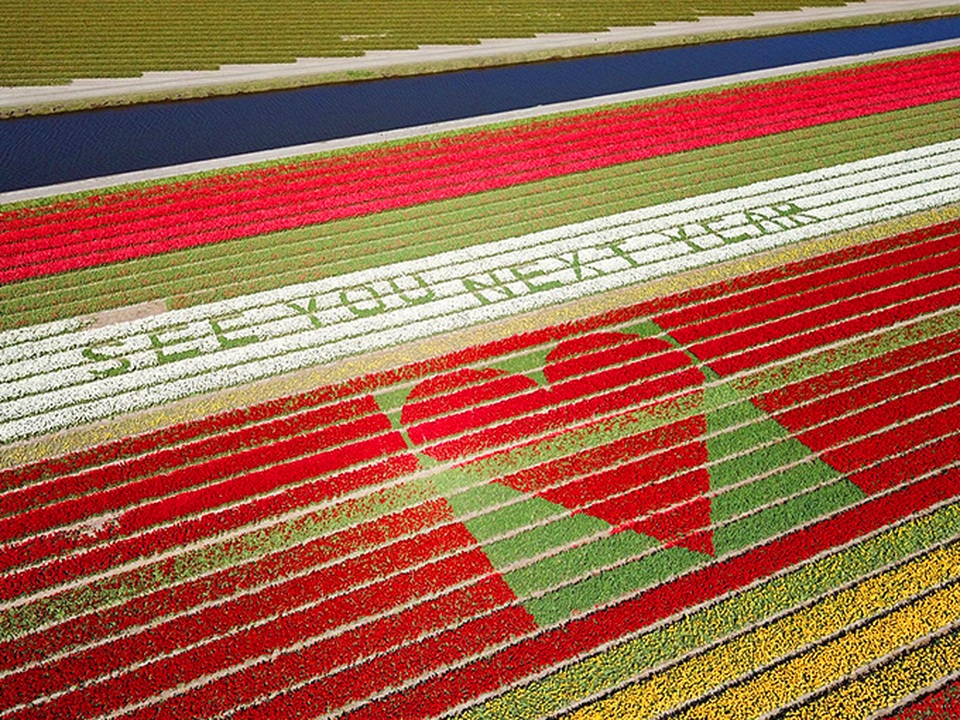 Thành phố cắt bỏ 100.000 bông hoa nhằm tránh người tới ngắm quá đông - 4 Thành phố cắt bỏ 100.000 bông hoa nhằm tránh người tới ngắm quá đông - 4