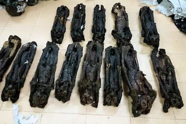 Hà Nội: Phát hiện 20 cá thể linh trưởng sấy khô trên xe khách