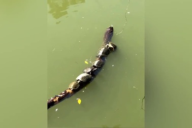 Bật cười với chú rùa "hậu đậu" gây họa cho các bạn